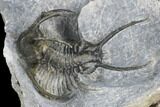 Ceratarges Trilobite With Spines-On-Spines - Zireg, Morocco #178103-5